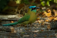 Momot cernolici - Momotus lessonii - Blue-diademed Lessons Motmot o5555